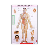 Standard Meridian Points of a Human - Wall Charts (3 Piece Set) - 39" x 20.75" in Size人体经络穴位挂图