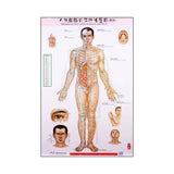 Standard Meridian Points of a Human - Body Chart Wall Charts (3 Piece Set) - 39" x 20.75" in Size人体经络穴位挂图 Acupuncture Supply Wholesale