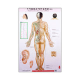 Standard Meridian Points of a Human - Body Chart Wall Charts (3 Piece Set) - 39" x 20.75" in Size人体经络穴位挂图 Acupuncture Supply Wholesale