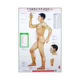 Standard Meridian Points of a Human - Body Chart Wall Charts (3 Piece Set) - 39" x 20.75" in Size人体经络穴位挂图 Acupuncture Supply Wholesale