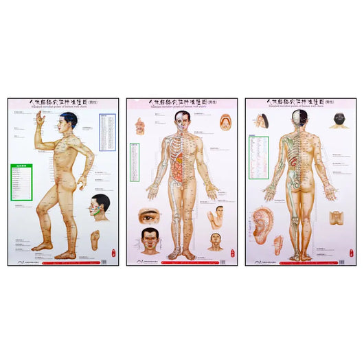 Standard Meridian Points of a Human - Body Chart Wall Charts (3 Piece Set) - 39
