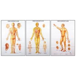 Body Charts (3 Piece Set) - 20