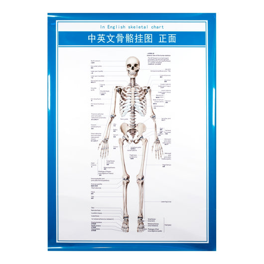 Skeletal Chart - 28