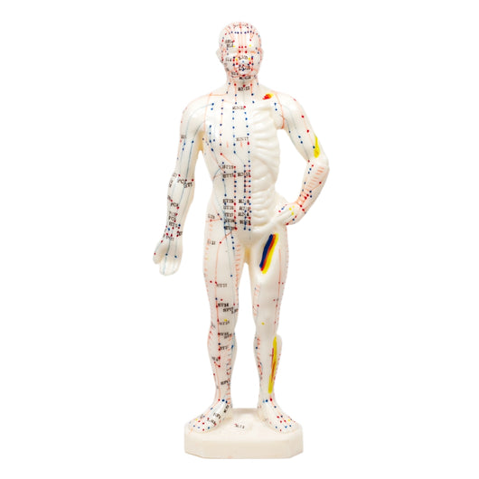Human Acupuncture Model - 11