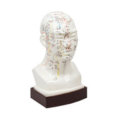 Head Model With Stand and Acupuncture Point Numbers - 9" in Height C/EN 带底座头模