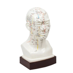 Head Model With Stand and Acupuncture Point Numbers - 9
