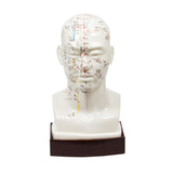 Head Model With Stand and Acupuncture Point Numbers - 9" in Height C/EN 带底座头模