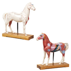 Animal Model - Horse (EN) 马模型 Acupuncture Supply Wholesale