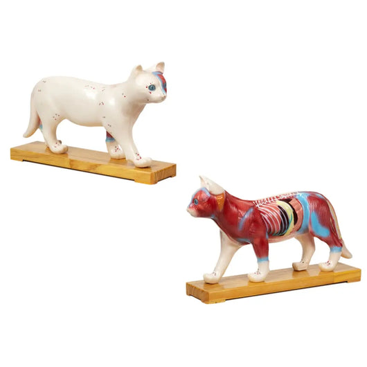 Animal Model - Cat (EN)  猫模型 Acupuncture Supply Wholesale