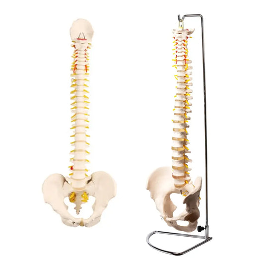 Life-Size Flexible Human Spine/Vertebral Column With Pelvis Model 脊椎骨架模型 Acupuncture Supply Wholesale