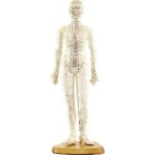 Human Acupuncture Model 19