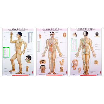 Standard Meridian Points of a Human - Body Chart Wall Charts (3 Piece Set) - 39