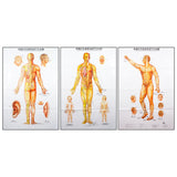 Body Charts (3 Piece Set) - 20" x 41.5" in Size  人体针灸挂图