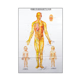 Body Charts (3 Piece Set) - 20" x 41.5" in Size  人体针灸挂图