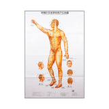 Body Charts (3 Piece Set) - 20" x 41.5" in Size  人体针灸挂图