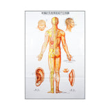 Body Charts (3 Piece Set) - 20" x 41.5" in Size  人体针灸挂图