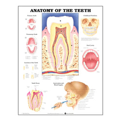 Anatomy Of The Teeth Laminated Anatomical Chart 牙齿挂图 Acupuncture Supply Wholesale