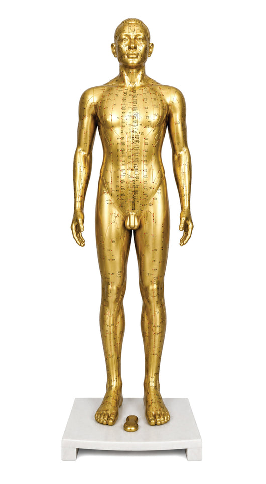 Acupuncture Human Model - 33