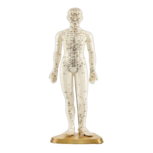 Human Acupuncture Model (Female) - 19