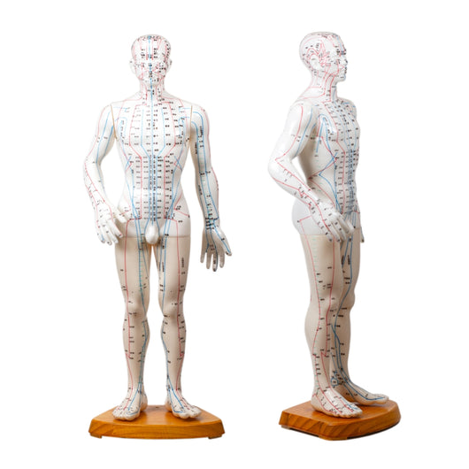 Human Acupuncture Model (Male) - 20