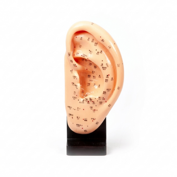 Ear Model 9