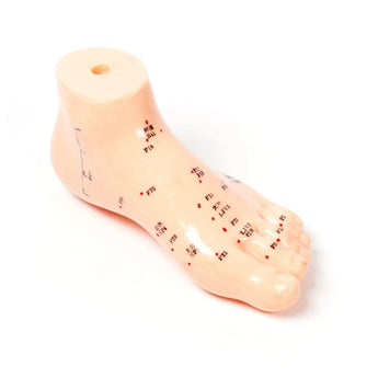 Foot Model (5