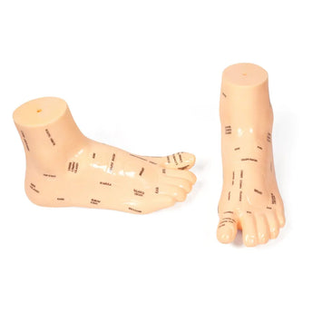 Reflexology Foot Model (7