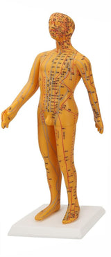 Human Acupuncture Model (Male) - 20" Tall C/EN 男性人体穴位模型