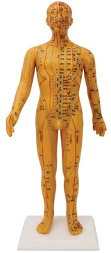 Human Acupuncture Model (Male) 20" (C/EN) 男性人体穴位模型