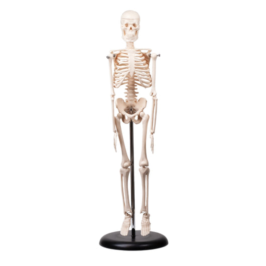 Human Skeleton Model - 16.5