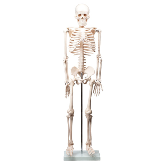 Human Skeleton Model - 33.5