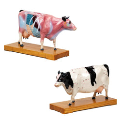 Animal Model - Cow (EN) 牛模型 Acupuncture Supply Wholesale