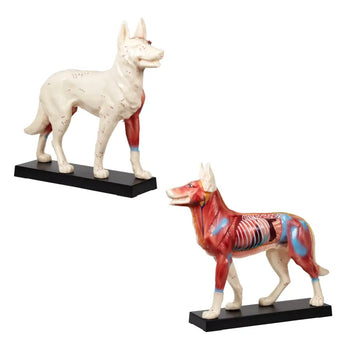 Animal Model - Dog (EN) 狗模型 Acupuncture Supply Wholesale