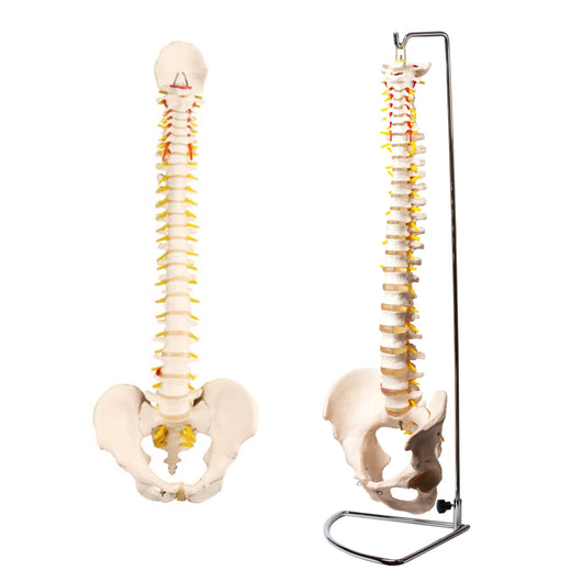 Life-Size Flexible Human Spine/Vertebral Column With Pelvis Model 脊椎骨架模型