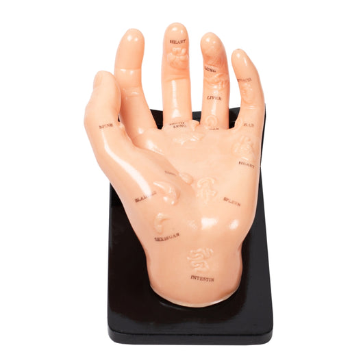 Hand Reflexology Model (8