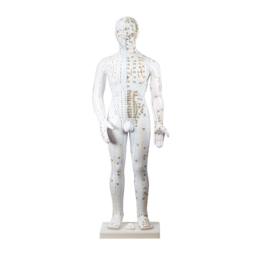 Human Acupuncture Model (Male) - 28