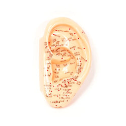 Acupuncture Ear Model (5
