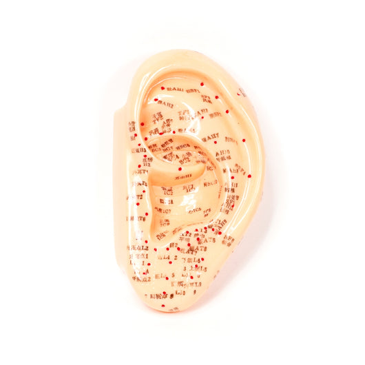 Acupuncture Ear Model (5