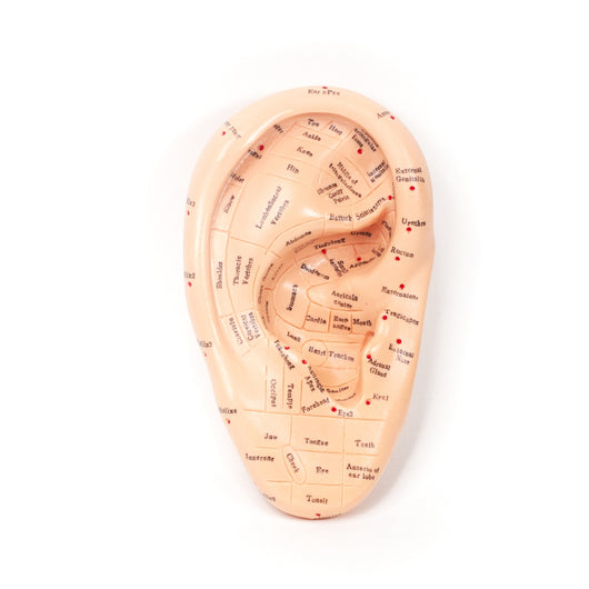 Acupuncture Ear Model With Zones (6.7