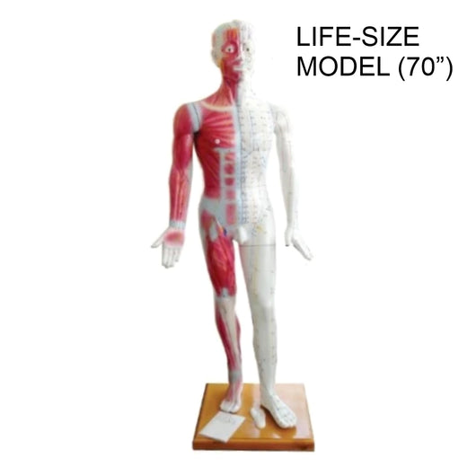Life-Size Human Model - 70