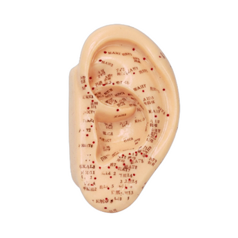Acupuncture Ear Model 5